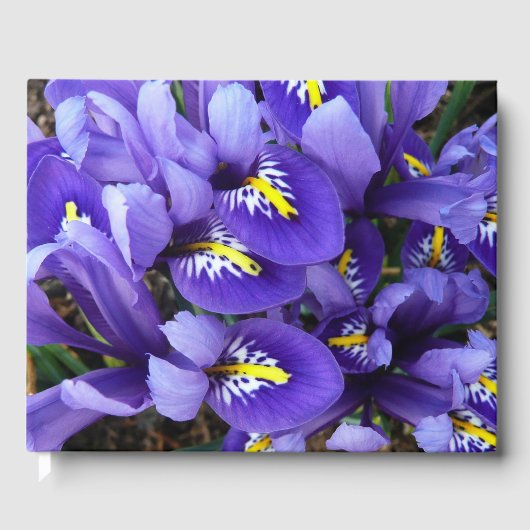Livre D'or Miniature Bleu Irises Printemps Floral (Recto)
