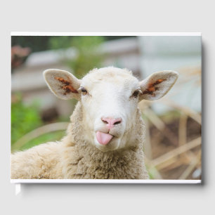 Livre D'or Mouton montrer langue