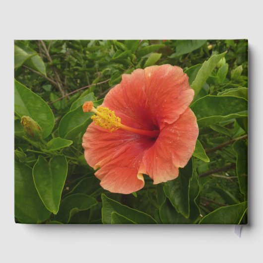 Livre D'or Orange Hibiscus Fleur Tropical Floral (Verso)