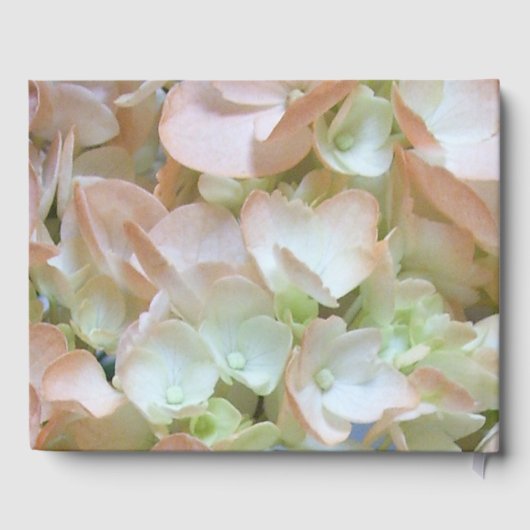 Livre d'or - Peach Hydrangea (Verso)
