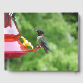 Livre D'or Photographie d'oiseau de colibri à gorge rubis (Verso)