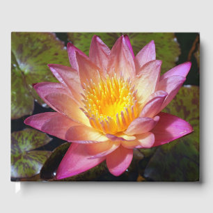 Livre D'or Photos Pink Water Lily