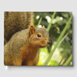 Livre D'or Portrait d'un Écureuil Photographie de la Nature e