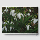 Livre D'or Snowdrops I (Verso)