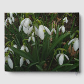 Livre D'or Snowdrops I (Verso)