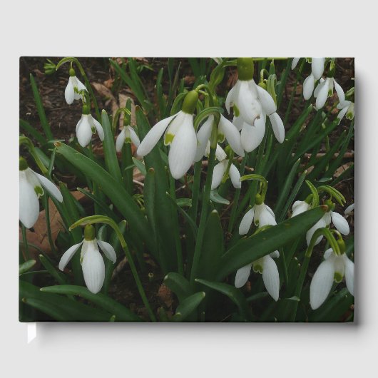 Livre D'or Snowdrops I (Recto)