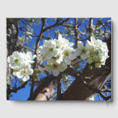 Livre D'or Spring Flowering Pear Tree (Verso)