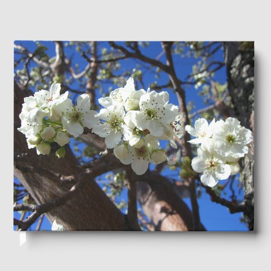 Livre D'or Spring Flowering Pear Tree (Recto)