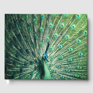 Livre D'or Strut Peacock
