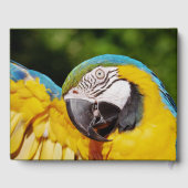 Livre D'or Tête d'un Macaw bleu et jaune (Verso)