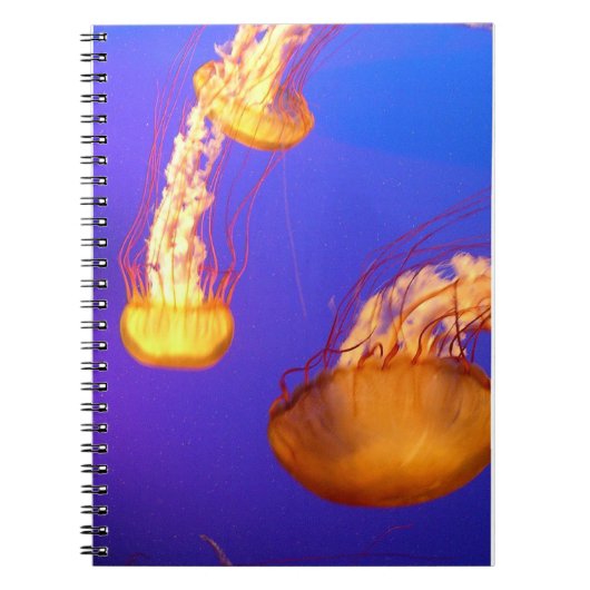 LIVRE NOTEBOOK DE LA LIAISON SPIRALE DE JELLYFISH (Devant)