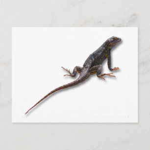 LIZARD BRIEFKAART