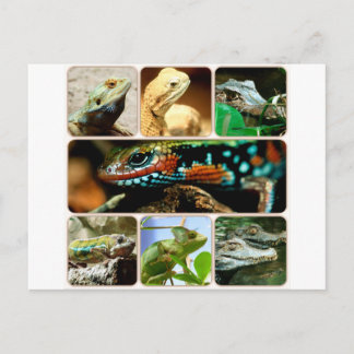 Lizard Collage Briefkaart