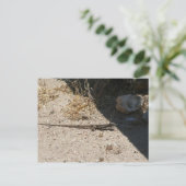 Lizard dans le désert de l'Arizona carte postale (Debout devant)