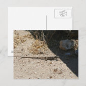 Lizard dans le désert de l'Arizona carte postale (Devant / Derrière)