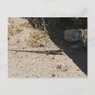 Lizard dans le désert de l'Arizona carte postale