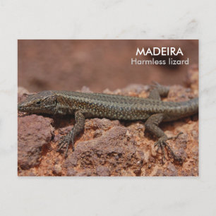 Lizard, Madeira Briefkaart
