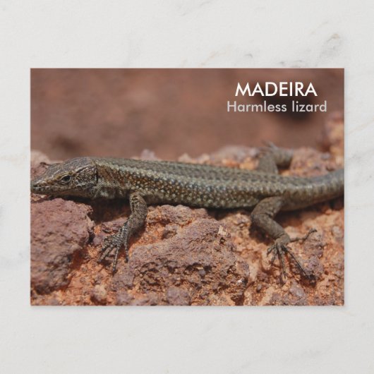 Lizard, Madeira Briefkaart (Voorkant)