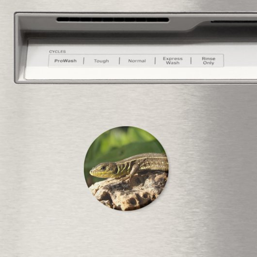 Lizard Magnet (In Situ (Lave-vaisselle))