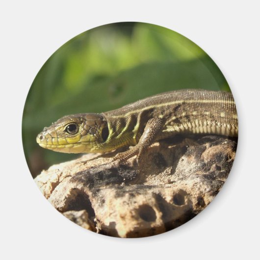 Lizard Magnet (Devant)