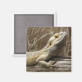 Lizard Magnet (Recto/Verso)