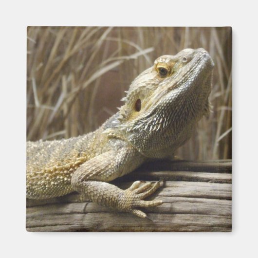 Lizard Magnet (Devant)