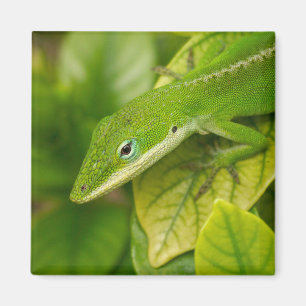 Lizard Magnet 01 Magneet