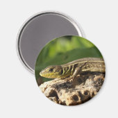 Lizard Magnet Magneet (Voorkant / Achterkant)