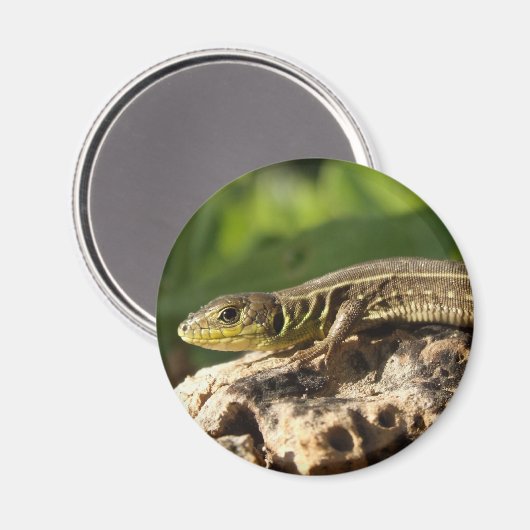 Lizard Magnet Magneet (Voorkant / Achterkant)