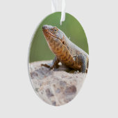 Lizard plaqué (devant)