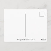 Lizard Postcrossing Briefkaart (Achterkant)