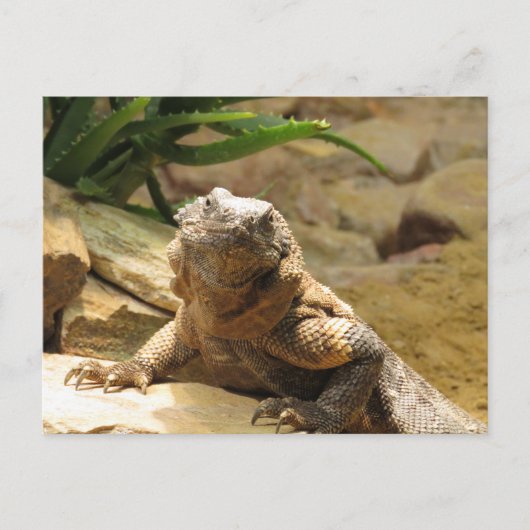 Lizard Postcrossing Briefkaart (Voorkant)
