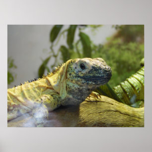 Lizard, Reptile, Iguana Natuur Wall Poster