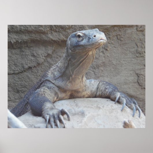 Lizard, Reptile, Kimono Dragon Natuur Wall Poster (Voorkant)