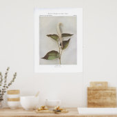 Lizard-Tail - Saururus cernuus Poster (Keuken)