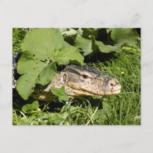 Lizard watermonitor briefkaart