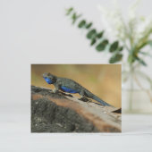 Lizards Blue Belly Scales Briefkaart (Staand voorkant)