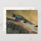 Lizards Blue Belly Scales Briefkaart (Voorkant / Achterkant)