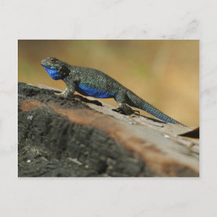 Lizards Blue Belly Scales Briefkaart