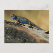 Lizards Blue Belly Scales Briefkaart (Voorkant)