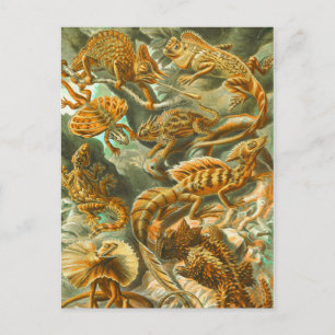 Lizards Briefkaart