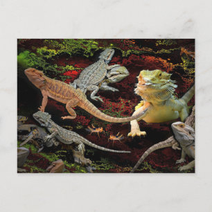 lizards galore briefkaart