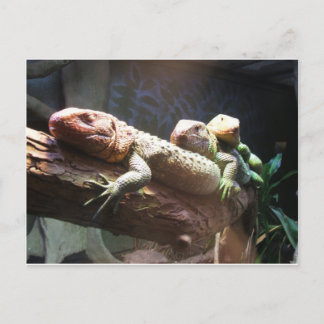 Lizards Lounging Briefkaart