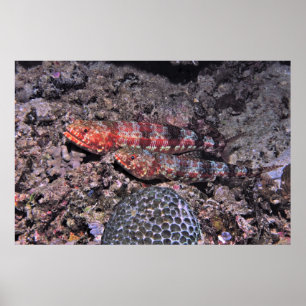 Lizardvis Pair II Poster