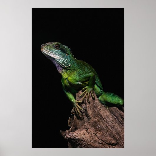 Lizzard Poster (Voorkant)