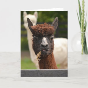 Llama - blanco groetingkaart kaart
