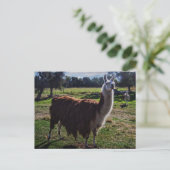 Llama Briefkaart (Staand voorkant)
