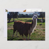Llama Briefkaart (Voorkant / Achterkant)