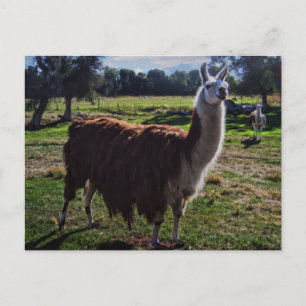 Llama Briefkaart