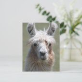Llama Briefkaart (Staand voorkant)